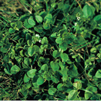 Thyme leaved speedwell