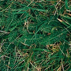 Yarrow