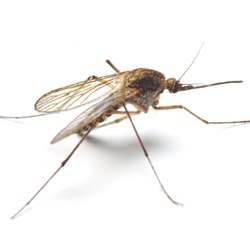 mosquito