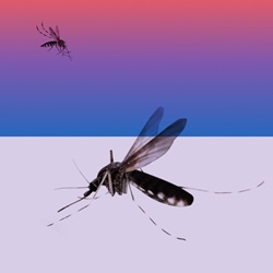 mosquitoes