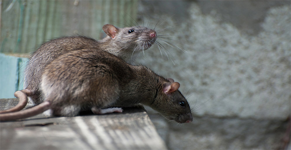 Two Rats in an Alley Way