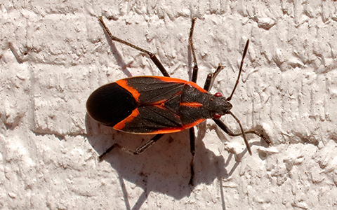 Boxelder bug: adults are 1.2" inch in length, black with red lines.