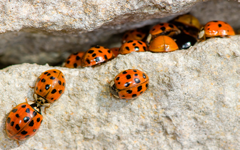 Multicolored Asian lady beetle: Similar to other lady beetles, but with black “M” on thorax.