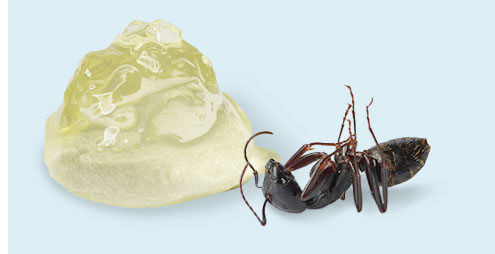 Maxforce Formulation and Dead Ant