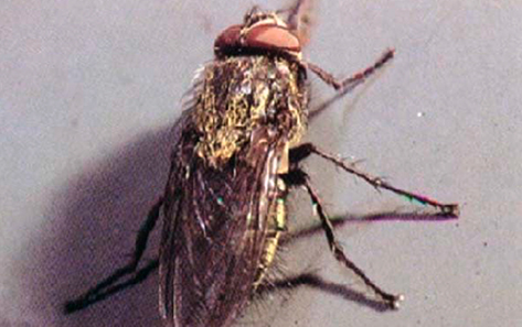 cluster fly