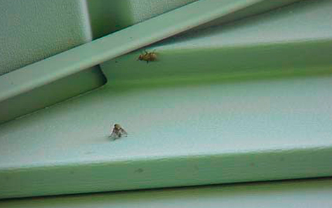 cluster fly