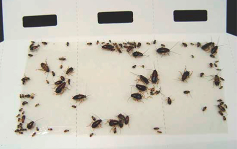 Roach deals sticky traps