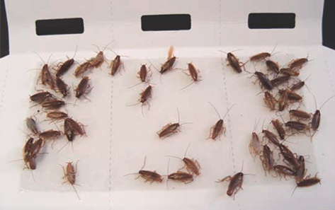 Roach traps sales