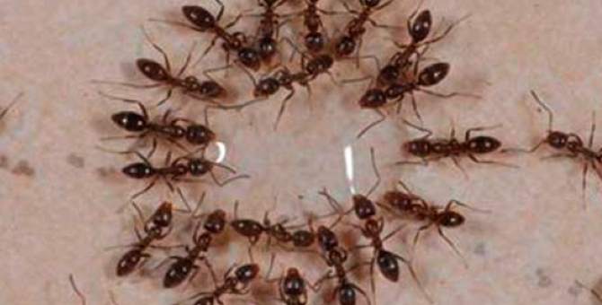 winter ants