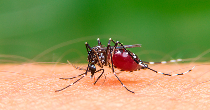 mosquito 