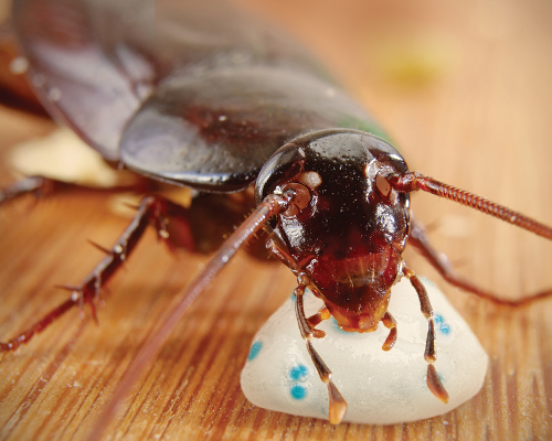 Cockroach eating Maxforce Bait