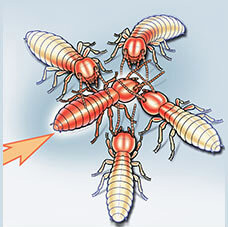 Termite Transferring Premise to Others