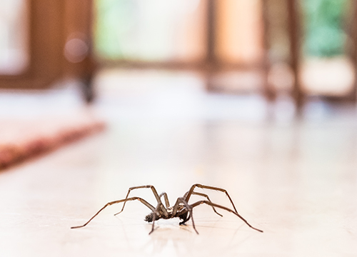 spider