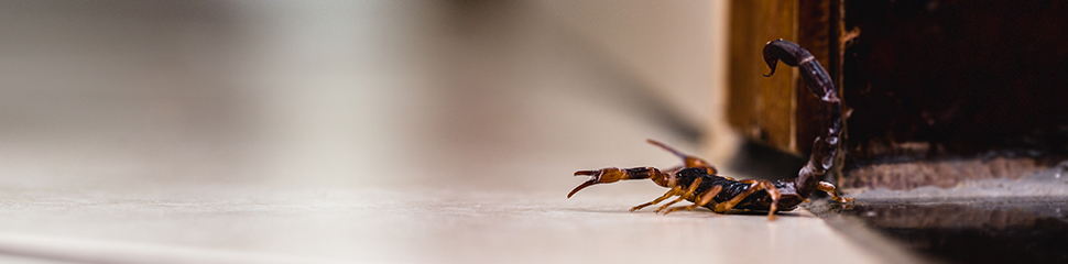 scorpion