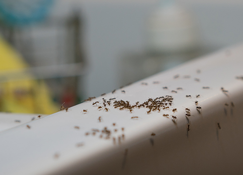 ants
