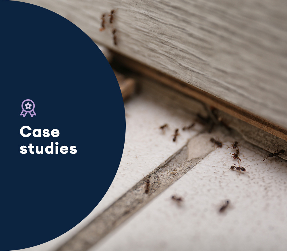 text case studies image ants