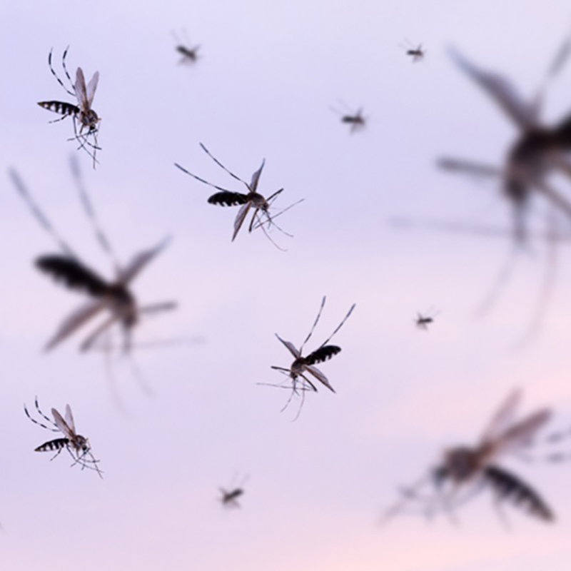 mosquitos