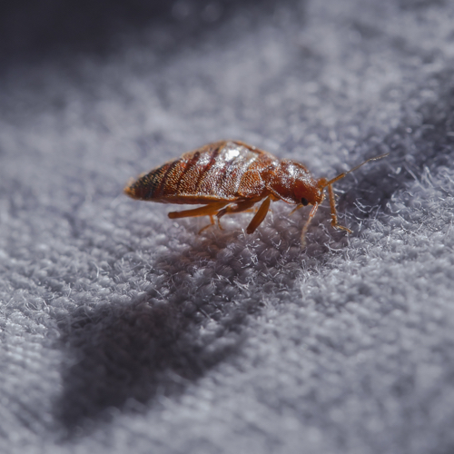 bedbug