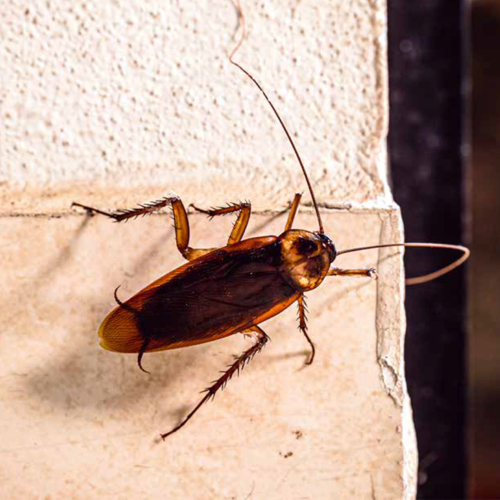 roach