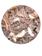 Annual Bluegrass Weevil