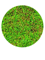 Anthranose