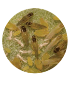aphids