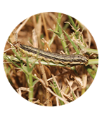 armyworm