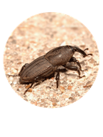 billbug