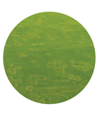 brown ring patch