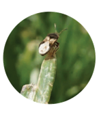 adult chinch bug resting on leaf