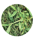 Larger crabgrass plant in bermudagrass turf