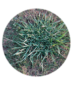 dallisgrass