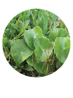 Dollarweed round leaves mixed in a coarse-textured St. Augustinegrass lawn