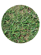 doveweed