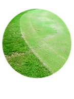 fairyring