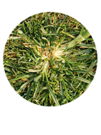 goosgrass