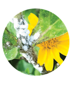 Mealybugs on Wedelia