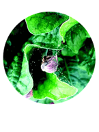 Fine silken webbing containing adult spider mites