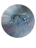 mosquito