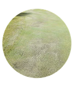 Symptoms of Pythium root rot