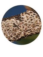 Adult European elm scale with crawlers and nymphs