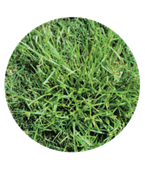 sedge