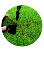 summer patch in turfgrass