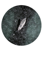 Larval stage of chilli thrips  on a rose leaf