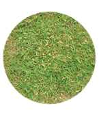 Mat of tropical signalgrass in bermudagrass