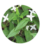 White tubular flowers of Virginia buttonweed with four lobes, forming a fourpointed star shape