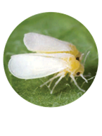 Adult whiteflies