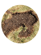 whitegrub