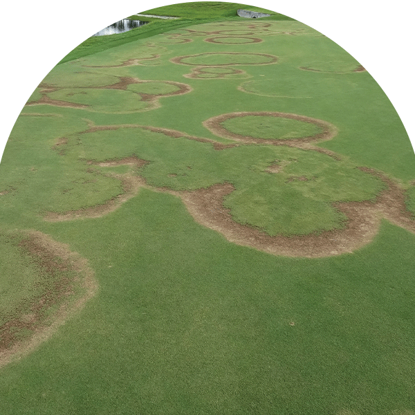 fairy ring on turf grass