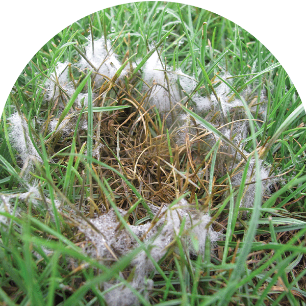 pythium